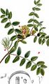Wild Liquorice - Astragalus glycyphyllos L.