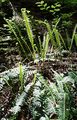 Hard-Fern - Blechnum spicant (L.) Roth