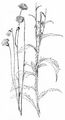 Alpen-Distel - Carduus defloratus L.