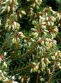 Schnee-Heide - Erica carnea L.