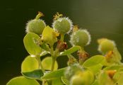 Hairy Spurge - Euphorbia illirica Lam.