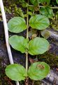 Creeping-Jenny - Lysimachia nummularia L.