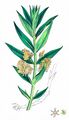 Tufted Loosestrife - Lysimachia thyrsiflora L.