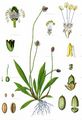 Plantago lanceolata - Spitz-Wegerich (Plantaginaceae)