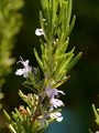 Rosemary - Rosmarinus officinalis L.