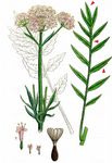 Arznei-Baldrian - Valeriana officinalis L. 