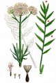 Common Valerian - Valeriana officinalis L.