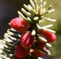 Abies (Tanne) - blühender Zapfen