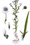 Weidenblättrige Sumpf-Schafgarbe - Achillea salicifolia Besser 
