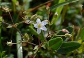 Fringed Sandwort - Arenaria ciliata L.