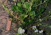 Common Scurvygrass - Cochlearia officinalis L.