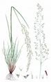 Tufted Hair-Grass - Deschampsia cespitosa (L.) P. Beauv.