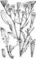 Marsh Ragwort - Jacobaea aquatica (Hill) G. Gaertn. & al.