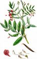 Black Pea - Lathyrus niger (L.) Bernh.