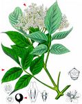 Schwarzer Holunder - Sambucus nigra L. 