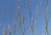 Swamp Grass - Scolochloa festucacea (Willd.) Link