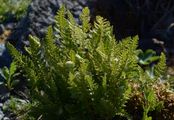 Oblong Woodsia - Woodsia ilvensis (L.) R. Br.