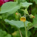 Velvetleaf - Abutilon theophrasti Medik.