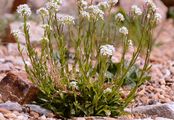 Glänzende Gänsekresse - Arabis soyeri Reut. & A. Huet