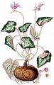 Sowbread - Cyclamen hederifolium Aiton