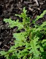 Sticky Goosefoot - Dysphania botrys (L.) Mosyakin & Clemants