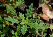 Clammy Goosefoot - Dysphania pumilio (R. Br.) Mosyakin & Clemants