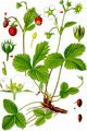 Wild Strawberry - Fragaria vesca L.