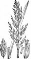 Reed Sweet-Grass - Glyceria maxima (Hartm.) Holmb.