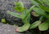 Tallest Stonecrop - Hylotelephium maximum (L.) Holub