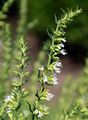 Hyssop - Hyssopus officinalis L.