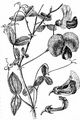 Broad-Leaved Everlasting-Pea - Lathyrus latifolius L.