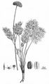 Small Alpine Lovage - Ligusticum mutellinoides (Crantz) Vill.