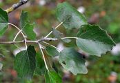 White Poplar - Populus alba L. 