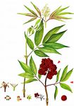 Trauben-Holunder - Sambucus racemosa L. 