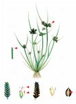 Braunes Zypergras - Cyperus fuscus L. 