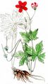 Marsh Cranesbill - Geranium palustre L.