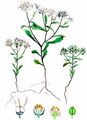 Wild Candytuft - Iberis amara L.