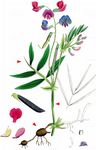 Berg-Platterbse - Lathyrus linifolius (Reichard) Bässler 