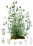 Moos-Nabelmiere - Moehringia muscosa L. 