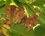 Europäische Hopfenbuche - Ostrya carpinifolia Scop.