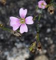 Tunicflower - Petrorhagia saxifraga (L.) Link