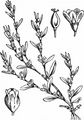 Knotgrass - Polygonum aviculare L.