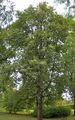 Swedish Whitebeam - Sorbus intermedia (Ehrh.) Pers.