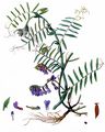 Fodder Vetch - Vicia villosa Roth