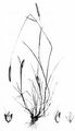 Bulbous Foxtail - Alopecurus bulbosus Gouan