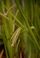 Scheinzypergras-Segge - Carex pseudocyperus L.