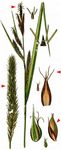 Ufer-Segge - Carex riparia Curtis 