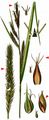Greater Pond-Sedge - Carex riparia Curtis 