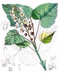 Gelber Trompetenbaum - Catalpa ovata G. Don 