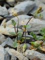 Broad-Leaved Mouse-Ear Chickweed - Cerastium latifolium L.